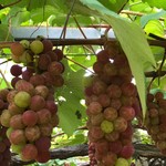 用戶對於ニトリ観光果樹園的評論圖
