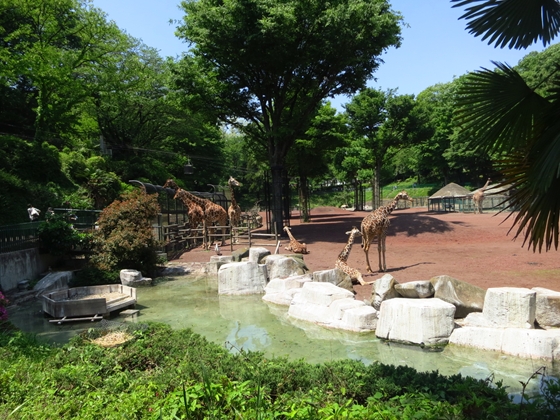 用戶對於多摩動物公園アフリカ園休憩所的評論圖