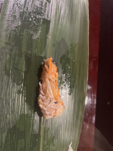 User's recommendation image for 和可奈寿司