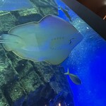用戶對於釧之助 本店的評論圖