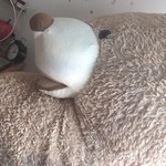 User's review image for オールシーズカフェ