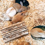 User's review image for ミス・バニー