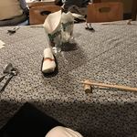 用戶對於グリル 大仲的評論圖