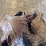 User's review image for 保護犬＆保護猫カフェ 寺田町店