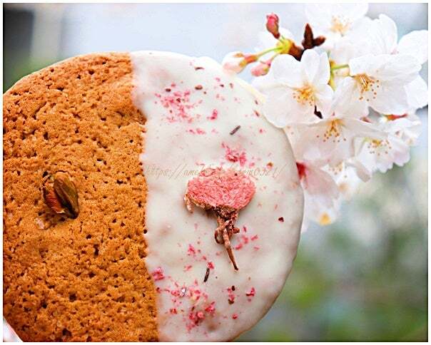 User's review image for SHIBUichi BAKERY