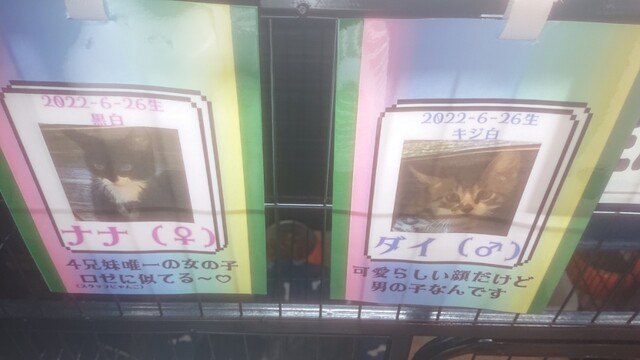 用户对于Cafe&Diningbar With Cat's Lamp的评论高清图