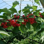 用戶對於さくらんぼ山観光農園的評論圖