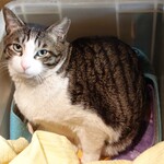 User's review image for ニッキカフェ