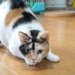 User's review image for 保護犬＆保護猫カフェ 寺田町店