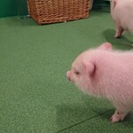 用戶對於マイピッグカフェ 大阪店的評論圖