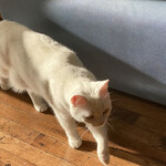 用戶對於猫カフェMOCHA 秋葉原店的評論圖