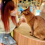 用戶對於猫カフェMOCHA 秋葉原店的評論圖