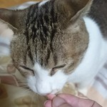 用户对于たこ心から心的评论图