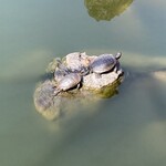 User's review image for 叙香苑 亀戸店