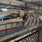 用户对于レストランくじら的评论图