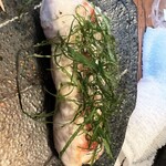 用戶對於やきとり 鳥笑 本店的評論圖