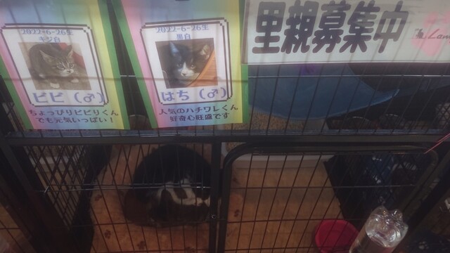 用户对于Cafe&Diningbar With Cat's Lamp的评论高清图