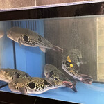 User's review image for 大阪とらふぐの会 PREMIUM