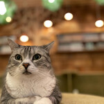 用戶對於猫カフェMOCHA 秋葉原店的評論圖