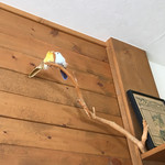 用戶對於バードコーヒー的評論圖