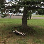 User's review image for 江別河川防災ステーション売店