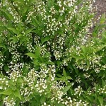 User's review image for 花のCAFE