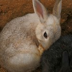 用户对于ふれあい食堂 ハイジのキッチン的评论图