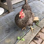 用户对于北広島野村園 NOMUキッチン的评论图