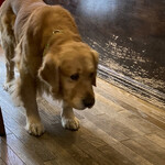 User's review image for cafe de monca