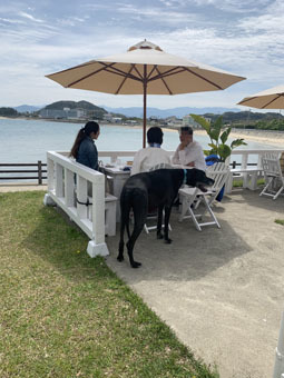 User's review image for BeachHouseStyleCafe sunflower