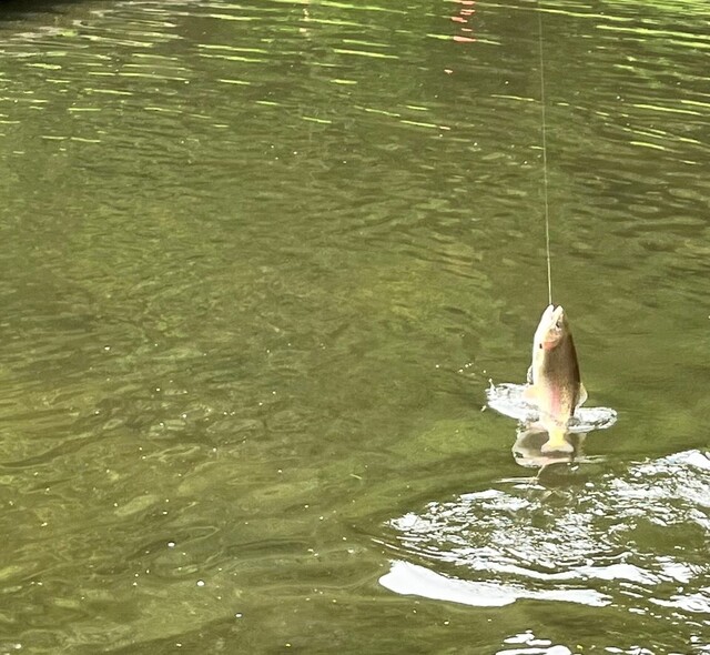 用户对于大雪つりぼり的评论高清图