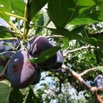 用戶對於ニトリ観光果樹園的評論圖