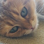 用戶對於猫カフェMOCHA 秋葉原店的評論圖