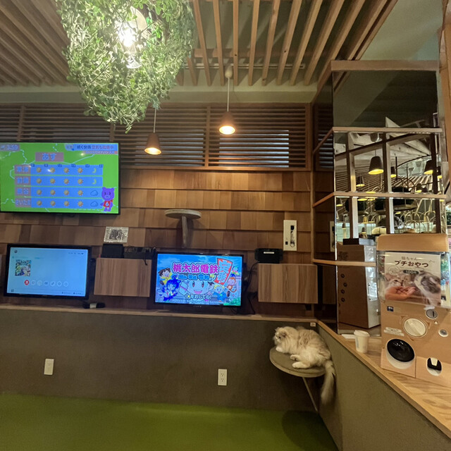 用戶對於猫カフェMOCHA 秋葉原店的評論高清圖