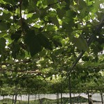 用戶對於さくらんぼ山観光農園的評論圖