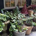 User's review image for オールド・ローズ・ガーデン