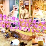 用戶對於猫カフェMOCHA 秋葉原店的評論圖