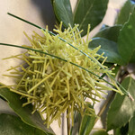 用戶對於閑臥庵的評論圖