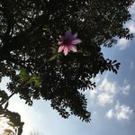 User's review image for ドミノピザ 中村橋店