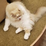 用戶對於猫カフェMOCHA 秋葉原店的評論圖