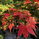 User's review image for 京栗菓匠 若菜屋 The CUBE店