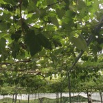 用戶對於さくらんぼ山観光農園的評論圖