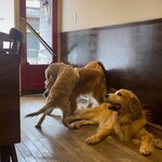 User's review image for cafe de monca