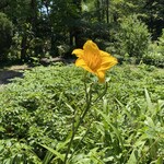 用戶對於キョーワズ珈琲 北山店的評論圖