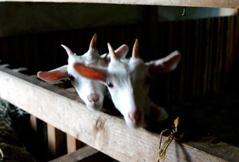 User's review image for やぎや