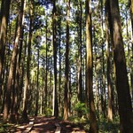 用户对于景信山頂上　景信茶屋　青木的评论图