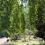 用戶對於キョーワズ珈琲 北山店的評論圖