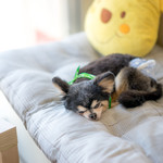 User's review image for 保護犬＆保護猫カフェ 寺田町店