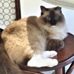 用戶對於泰風佳日的評論圖