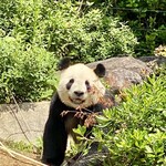 用户对于上野動物園 カフェカメレオン的评论图